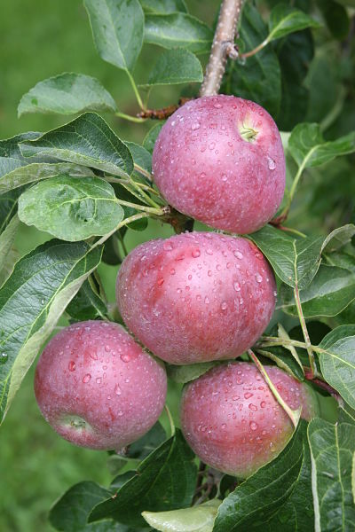 Macoun apples