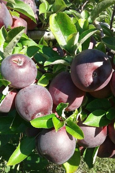 Empire Apples
